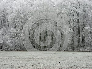 Winter fog in a forest with tall trees in Germany. Dew frosted on the wood during a cold weekend.