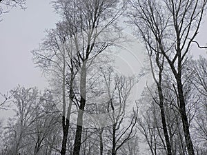 Winter fog in a forest with tall trees in Germany. Dew frosted on the wood during a cold weekend.