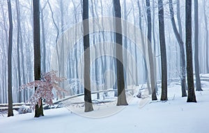 Winter in foggy frot forest with tree