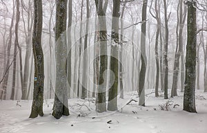 Zima v hmlistom lese so stromom