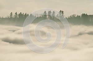 Winter foggy landscape with trees and clouds
