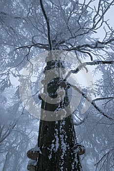 Winter foggy oak forest