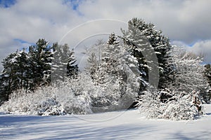 Winter Foliage photo