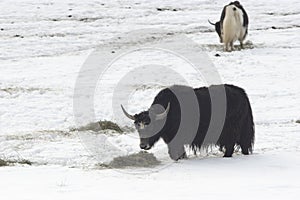 Winter food for muskox