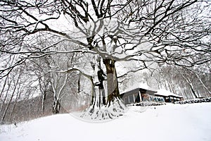 Winter forest