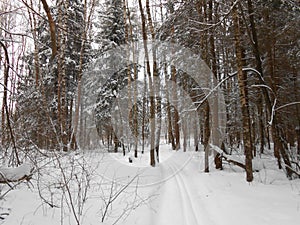 In the winter forest.