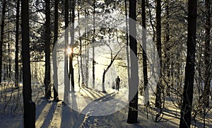 In the winter forest