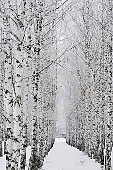 Winter forest