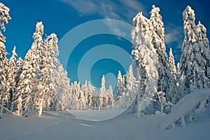 Winter forest