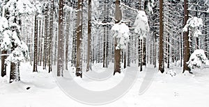 Winter Forest