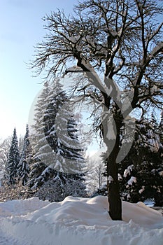 Winter forest