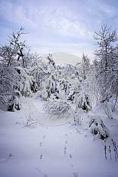 Winter Forest.