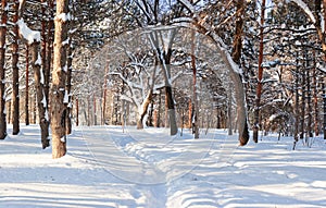 Winter Forest