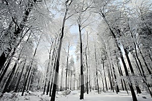 Winter forest