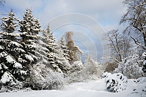 Winter forest