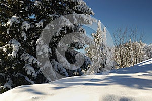 Winter forest