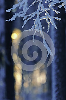 Snow and frost covered birch tree Betula pendula branches against winter forest backlight by the low angle sun