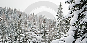 Winter forest