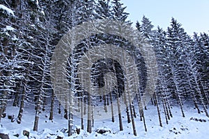 Winter forest