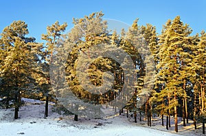 Winter Forest photo