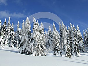 Winter forest