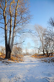 Winter forest