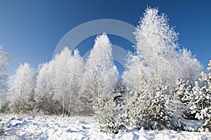 Winter forest 4