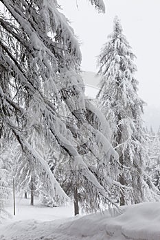 Winter Forest