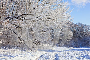 Winter forest