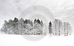 Winter forest 5