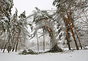 Winter forest