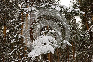 Winter forest