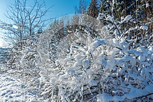 Winter forest.