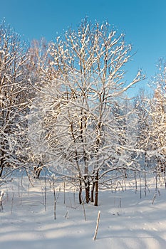 Winter forest.