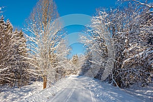 Winter forest.