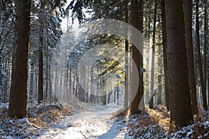 Winter forest