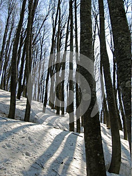 Winter forest photo