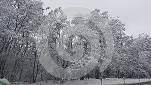 Winter forest