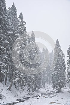 Winter in the forest