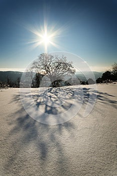 Winter forest