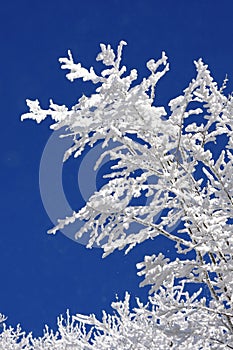 Winter forest against blue sky