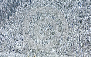 Winter forest background