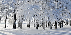 Winter forest background