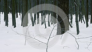 Winter forest background with camera movement up, beautiful winter in the forest, tall dense trees in a snowy forest