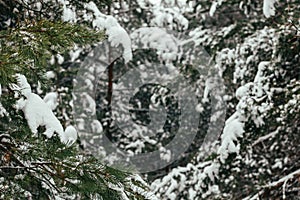 winter forest background, christmas trees in the snow