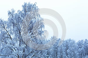 Winter forest background. Frozen forest with snow