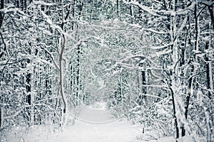 Winter forest background with snow.