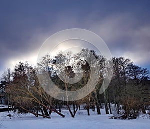 Winter forest on the background of storm clouds at sunset