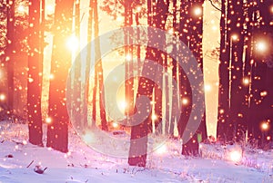 Winter forest background. Vivid sunrise in winter snowy forest. Bright sunbeams through trees in woodland