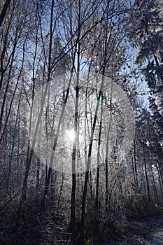 Winter forest in backlighting